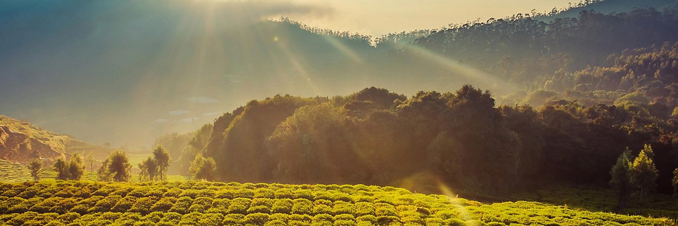 Fields in the sun