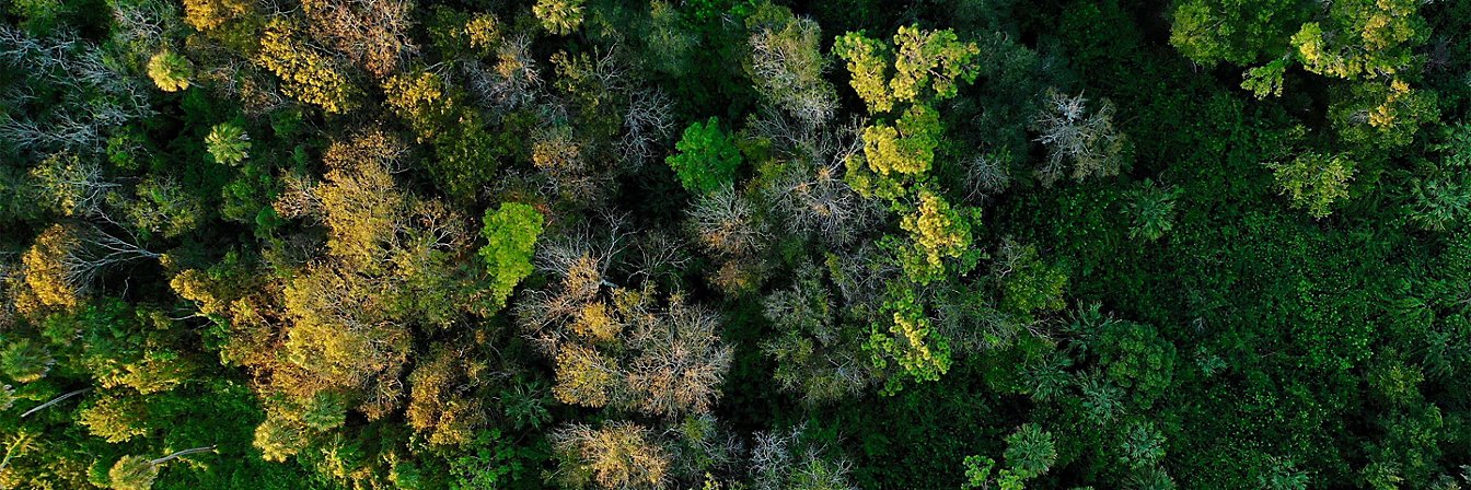 Forest seen from the top