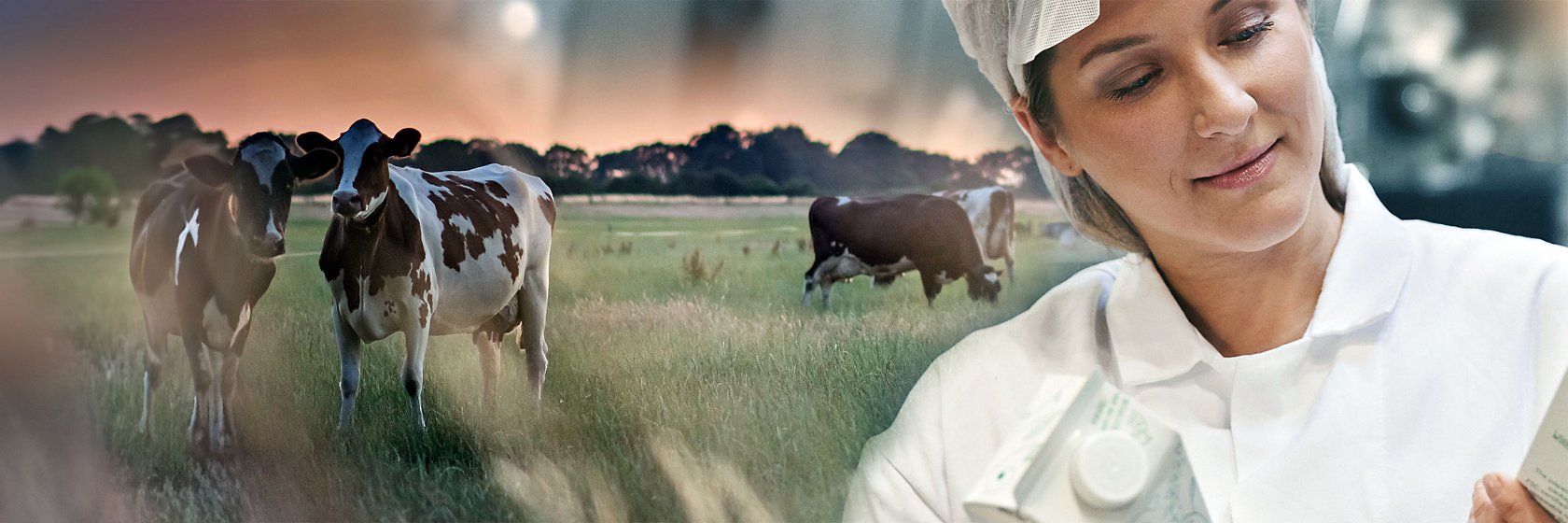 dairy operator with cows in the background