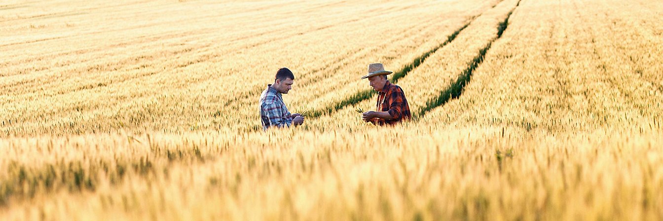 Two men in a corn field